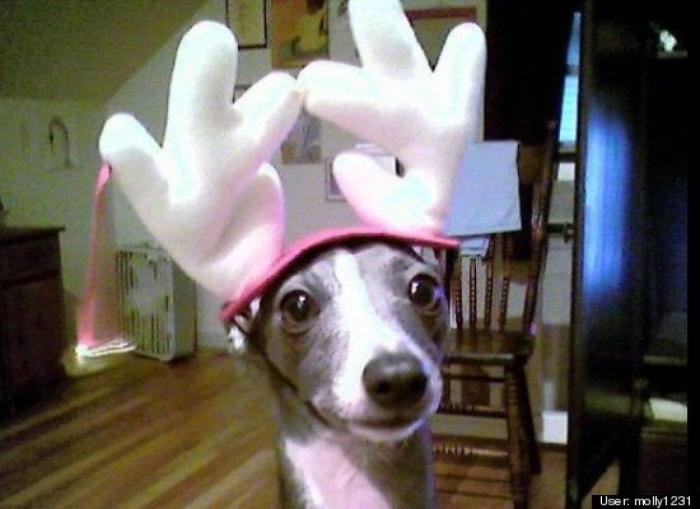 ¿Qué hacen un tigre o un león si les dejas una caja de cartón? El mejor vídeo de bichinos de la semana (VÍDEO)