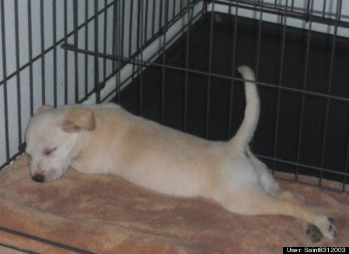 ¿Qué hacen un tigre o un león si les dejas una caja de cartón? El mejor vídeo de bichinos de la semana (VÍDEO)