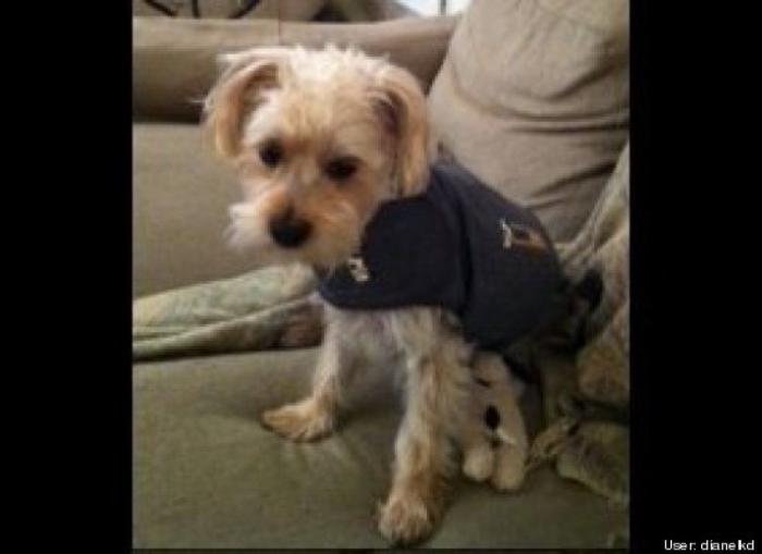 ¿Qué hacen un tigre o un león si les dejas una caja de cartón? El mejor vídeo de bichinos de la semana (VÍDEO)