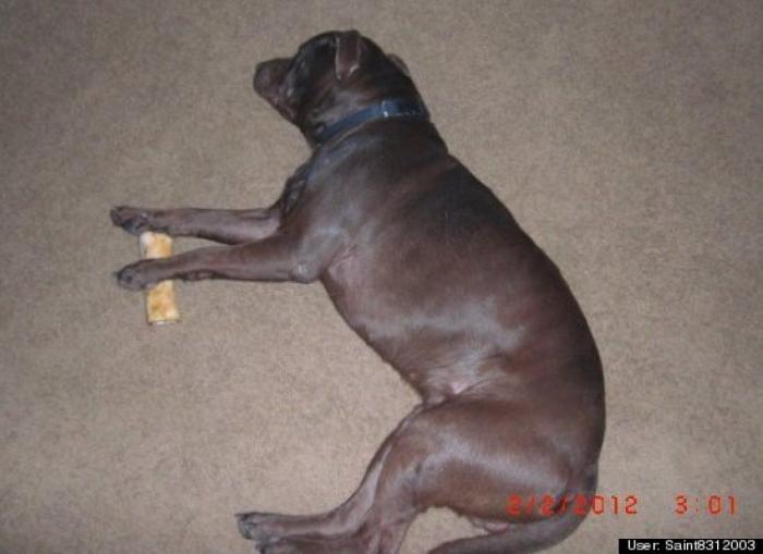 ¿Qué hacen un tigre o un león si les dejas una caja de cartón? El mejor vídeo de bichinos de la semana (VÍDEO)