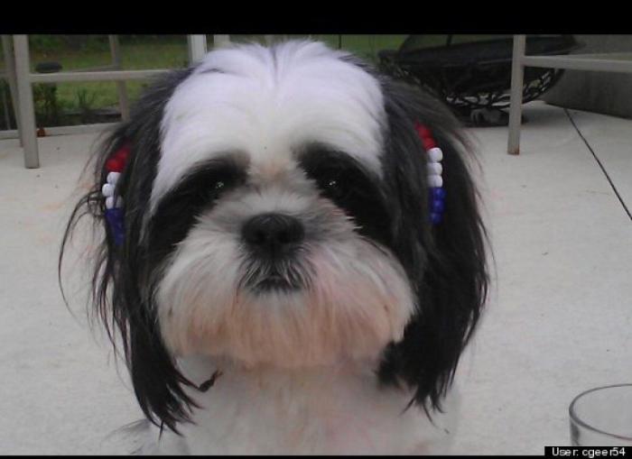 ¿Qué hacen un tigre o un león si les dejas una caja de cartón? El mejor vídeo de bichinos de la semana (VÍDEO)