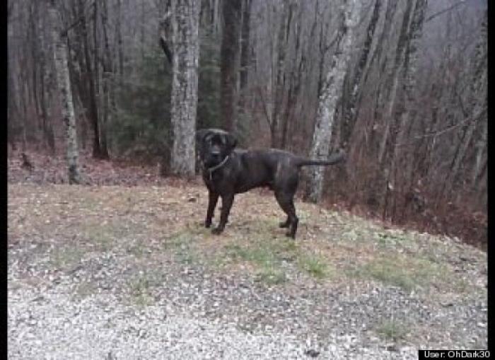¿Qué hacen un tigre o un león si les dejas una caja de cartón? El mejor vídeo de bichinos de la semana (VÍDEO)