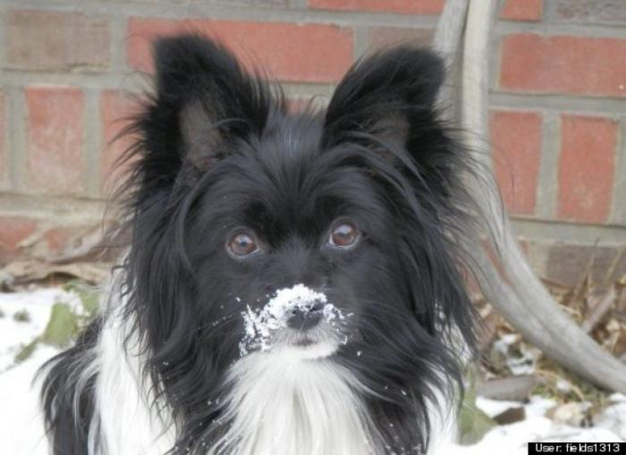 ¿Qué hacen un tigre o un león si les dejas una caja de cartón? El mejor vídeo de bichinos de la semana (VÍDEO)