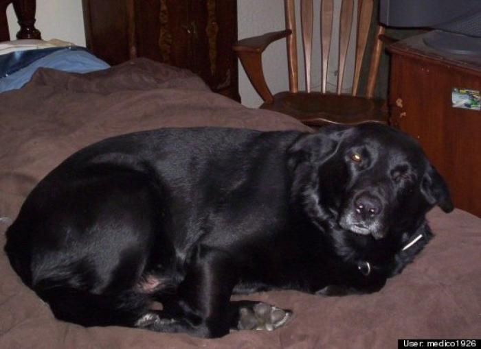 ¿Qué hacen un tigre o un león si les dejas una caja de cartón? El mejor vídeo de bichinos de la semana (VÍDEO)