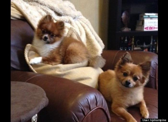 ¿Qué hacen un tigre o un león si les dejas una caja de cartón? El mejor vídeo de bichinos de la semana (VÍDEO)