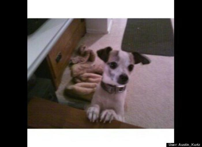 ¿Qué hacen un tigre o un león si les dejas una caja de cartón? El mejor vídeo de bichinos de la semana (VÍDEO)