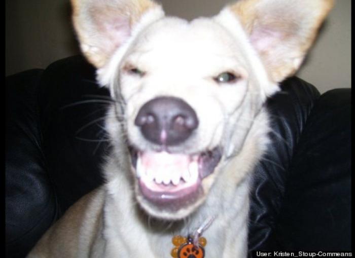 ¿Qué hacen un tigre o un león si les dejas una caja de cartón? El mejor vídeo de bichinos de la semana (VÍDEO)