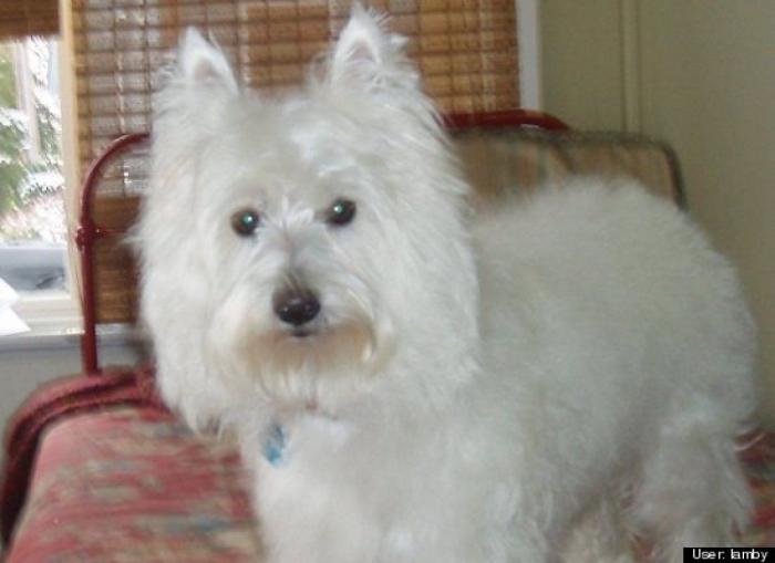 ¿Qué hacen un tigre o un león si les dejas una caja de cartón? El mejor vídeo de bichinos de la semana (VÍDEO)