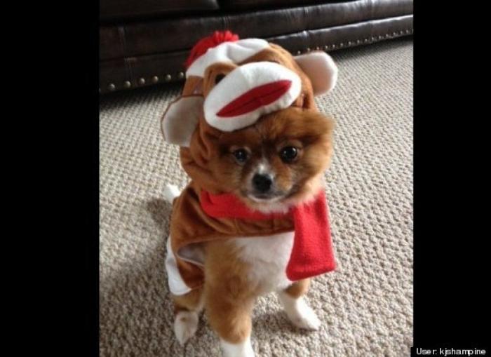 ¿Qué hacen un tigre o un león si les dejas una caja de cartón? El mejor vídeo de bichinos de la semana (VÍDEO)