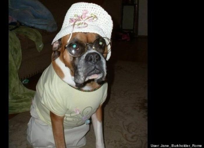 ¿Qué hacen un tigre o un león si les dejas una caja de cartón? El mejor vídeo de bichinos de la semana (VÍDEO)