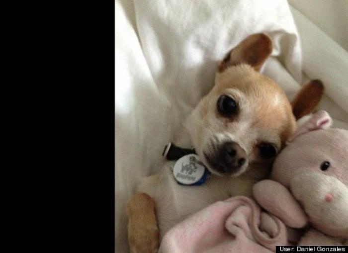 ¿Qué hacen un tigre o un león si les dejas una caja de cartón? El mejor vídeo de bichinos de la semana (VÍDEO)