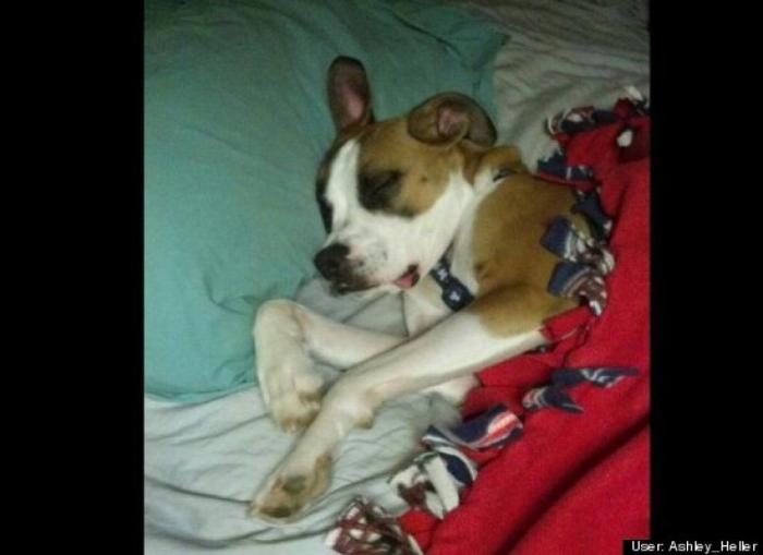 ¿Qué hacen un tigre o un león si les dejas una caja de cartón? El mejor vídeo de bichinos de la semana (VÍDEO)