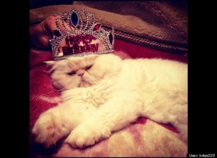 ¿Qué hacen un tigre o un león si les dejas una caja de cartón? El mejor vídeo de bichinos de la semana (VÍDEO)