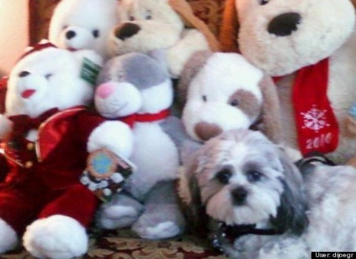 ¿Qué hacen un tigre o un león si les dejas una caja de cartón? El mejor vídeo de bichinos de la semana (VÍDEO)