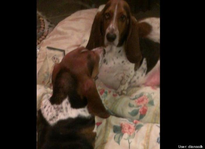 ¿Qué hacen un tigre o un león si les dejas una caja de cartón? El mejor vídeo de bichinos de la semana (VÍDEO)