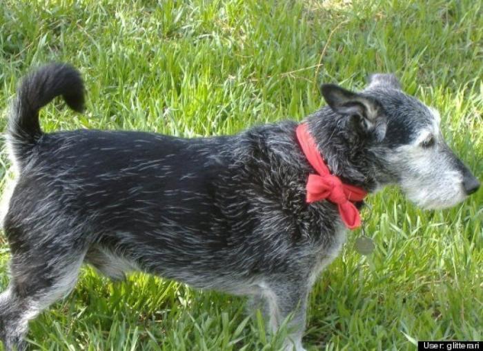 ¿Qué hacen un tigre o un león si les dejas una caja de cartón? El mejor vídeo de bichinos de la semana (VÍDEO)