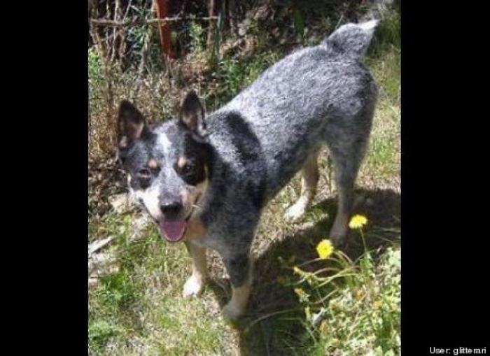 ¿Qué hacen un tigre o un león si les dejas una caja de cartón? El mejor vídeo de bichinos de la semana (VÍDEO)