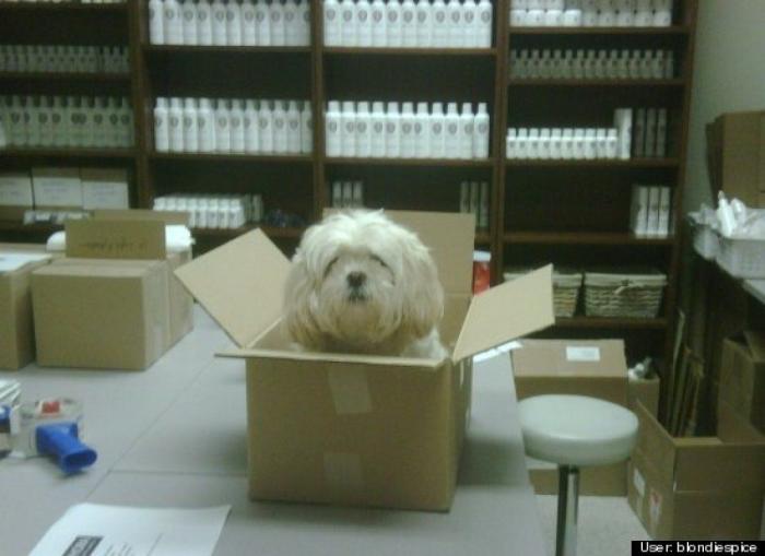 ¿Qué hacen un tigre o un león si les dejas una caja de cartón? El mejor vídeo de bichinos de la semana (VÍDEO)