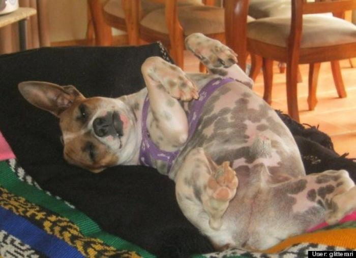 ¿Qué hacen un tigre o un león si les dejas una caja de cartón? El mejor vídeo de bichinos de la semana (VÍDEO)