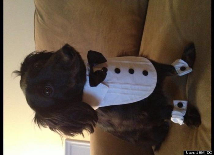 ¿Qué hacen un tigre o un león si les dejas una caja de cartón? El mejor vídeo de bichinos de la semana (VÍDEO)