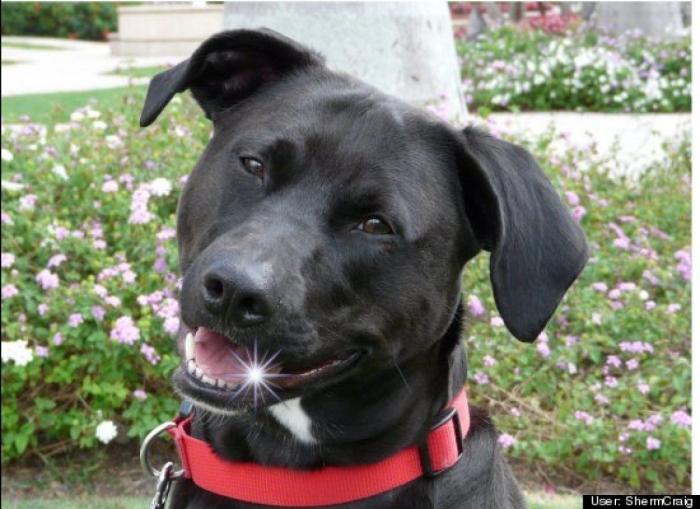 ¿Qué hacen un tigre o un león si les dejas una caja de cartón? El mejor vídeo de bichinos de la semana (VÍDEO)