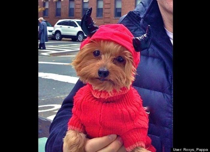 ¿Qué hacen un tigre o un león si les dejas una caja de cartón? El mejor vídeo de bichinos de la semana (VÍDEO)