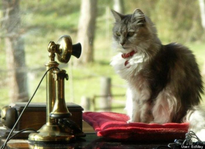 ¿Qué hacen un tigre o un león si les dejas una caja de cartón? El mejor vídeo de bichinos de la semana (VÍDEO)