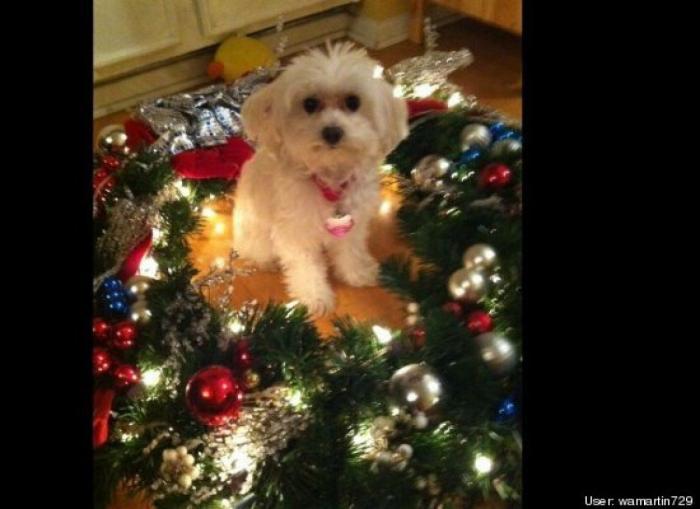 ¿Qué hacen un tigre o un león si les dejas una caja de cartón? El mejor vídeo de bichinos de la semana (VÍDEO)