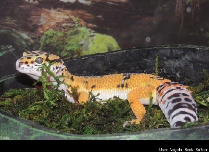 ¿Qué hacen un tigre o un león si les dejas una caja de cartón? El mejor vídeo de bichinos de la semana (VÍDEO)