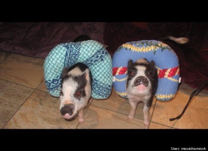 ¿Qué hacen un tigre o un león si les dejas una caja de cartón? El mejor vídeo de bichinos de la semana (VÍDEO)