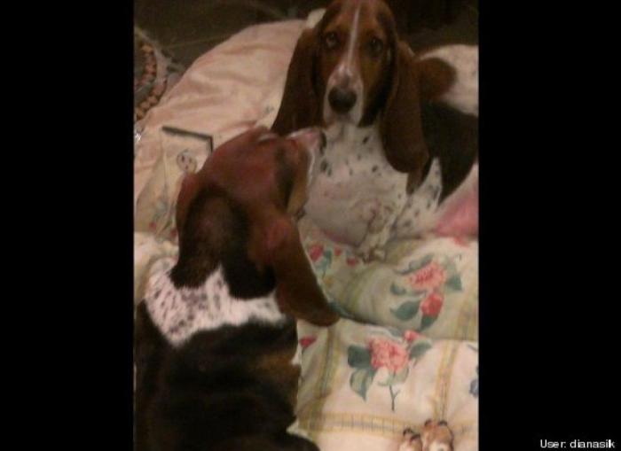 ¿Qué hacen un tigre o un león si les dejas una caja de cartón? El mejor vídeo de bichinos de la semana (VÍDEO)