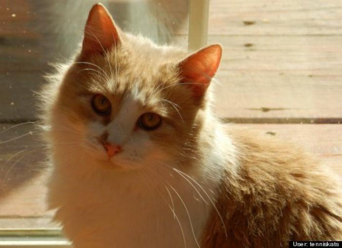 ¿Qué hacen un tigre o un león si les dejas una caja de cartón? El mejor vídeo de bichinos de la semana (VÍDEO)