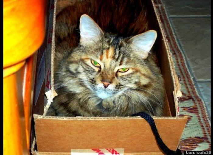 ¿Qué hacen un tigre o un león si les dejas una caja de cartón? El mejor vídeo de bichinos de la semana (VÍDEO)