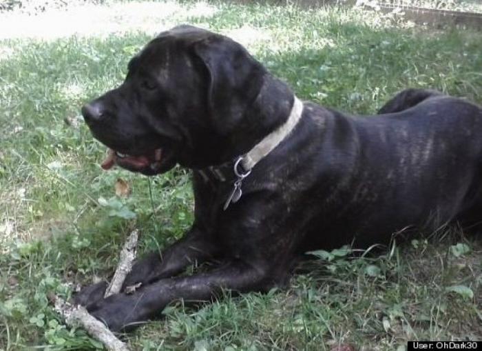 ¿Qué hacen un tigre o un león si les dejas una caja de cartón? El mejor vídeo de bichinos de la semana (VÍDEO)