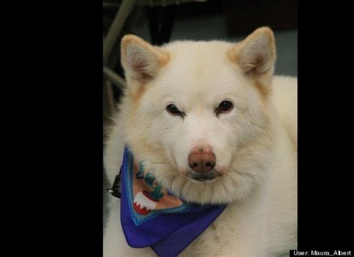 ¿Qué hacen un tigre o un león si les dejas una caja de cartón? El mejor vídeo de bichinos de la semana (VÍDEO)