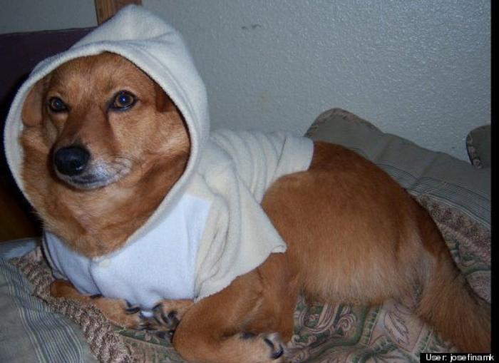 ¿Qué hacen un tigre o un león si les dejas una caja de cartón? El mejor vídeo de bichinos de la semana (VÍDEO)