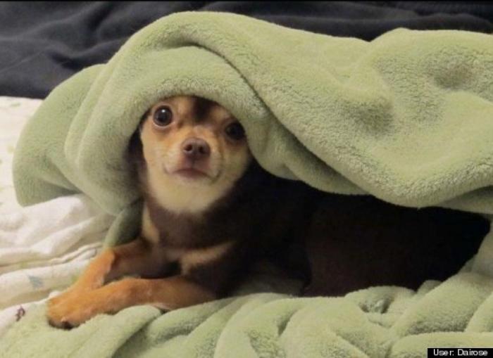 ¿Qué hacen un tigre o un león si les dejas una caja de cartón? El mejor vídeo de bichinos de la semana (VÍDEO)