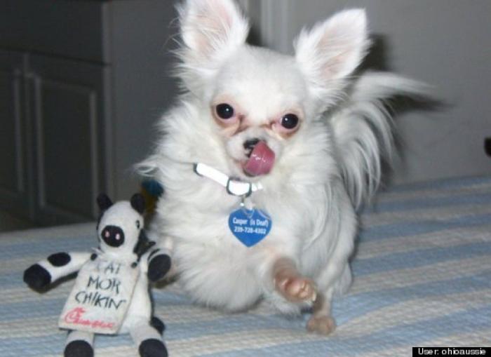 ¿Qué hacen un tigre o un león si les dejas una caja de cartón? El mejor vídeo de bichinos de la semana (VÍDEO)