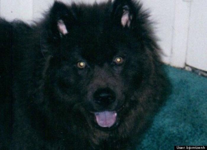 ¿Qué hacen un tigre o un león si les dejas una caja de cartón? El mejor vídeo de bichinos de la semana (VÍDEO)