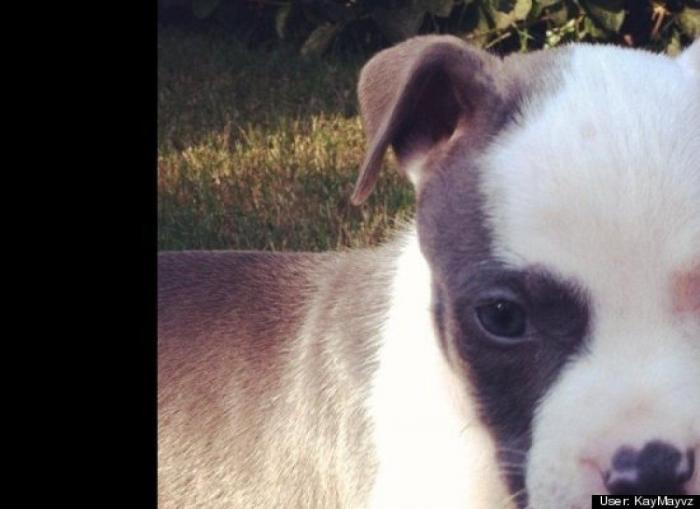 ¿Qué hacen un tigre o un león si les dejas una caja de cartón? El mejor vídeo de bichinos de la semana (VÍDEO)
