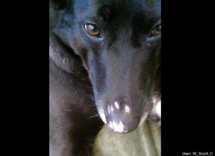 ¿Qué hacen un tigre o un león si les dejas una caja de cartón? El mejor vídeo de bichinos de la semana (VÍDEO)