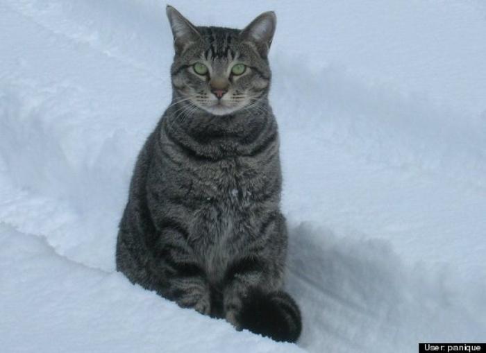 ¿Qué hacen un tigre o un león si les dejas una caja de cartón? El mejor vídeo de bichinos de la semana (VÍDEO)