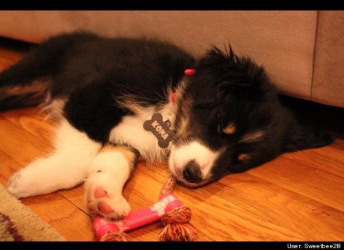 ¿Qué hacen un tigre o un león si les dejas una caja de cartón? El mejor vídeo de bichinos de la semana (VÍDEO)
