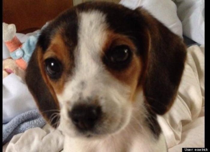 ¿Qué hacen un tigre o un león si les dejas una caja de cartón? El mejor vídeo de bichinos de la semana (VÍDEO)