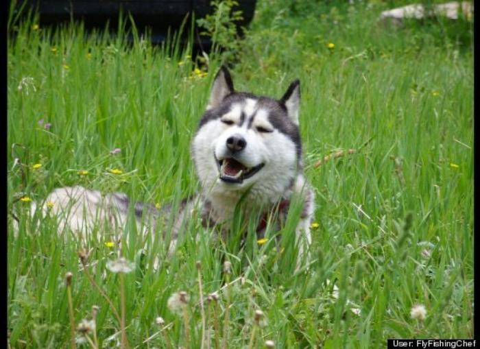 ¿Qué hacen un tigre o un león si les dejas una caja de cartón? El mejor vídeo de bichinos de la semana (VÍDEO)