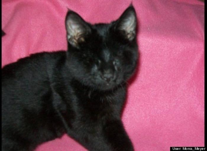 ¿Qué hacen un tigre o un león si les dejas una caja de cartón? El mejor vídeo de bichinos de la semana (VÍDEO)