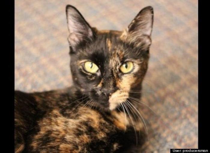 ¿Qué hacen un tigre o un león si les dejas una caja de cartón? El mejor vídeo de bichinos de la semana (VÍDEO)