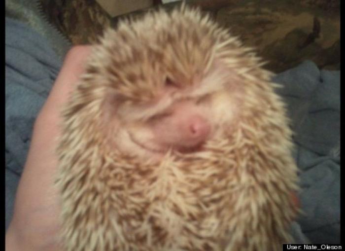 ¿Qué hacen un tigre o un león si les dejas una caja de cartón? El mejor vídeo de bichinos de la semana (VÍDEO)