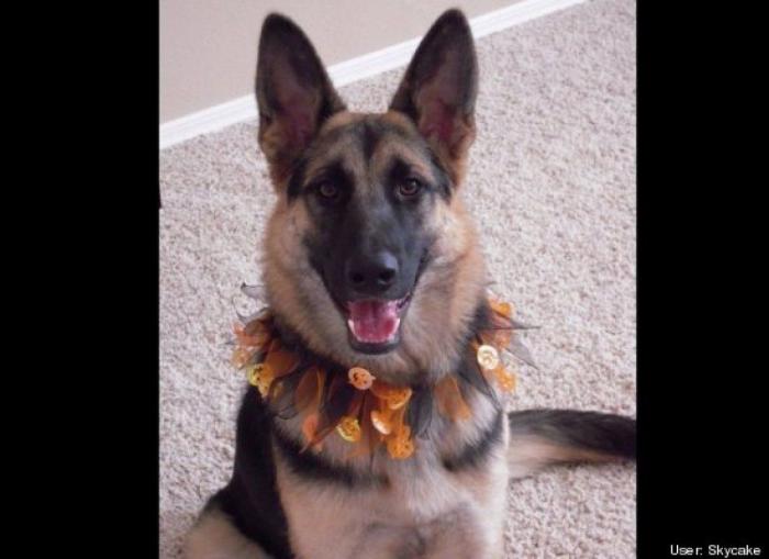 ¿Qué hacen un tigre o un león si les dejas una caja de cartón? El mejor vídeo de bichinos de la semana (VÍDEO)