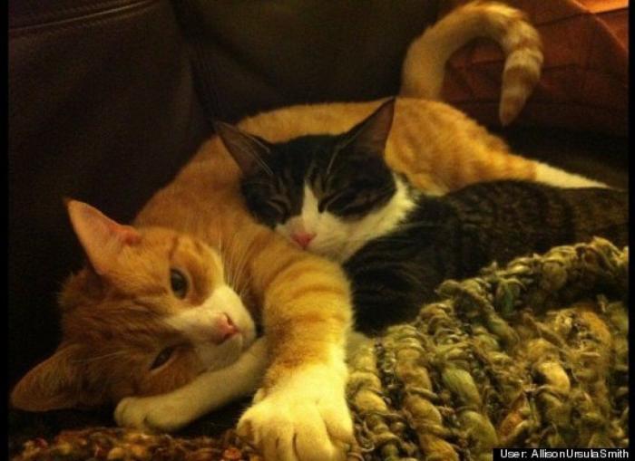 ¿Qué hacen un tigre o un león si les dejas una caja de cartón? El mejor vídeo de bichinos de la semana (VÍDEO)